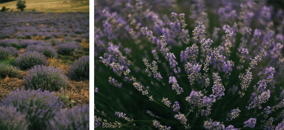 Lavender field in the south of France, Provence wedding photography.