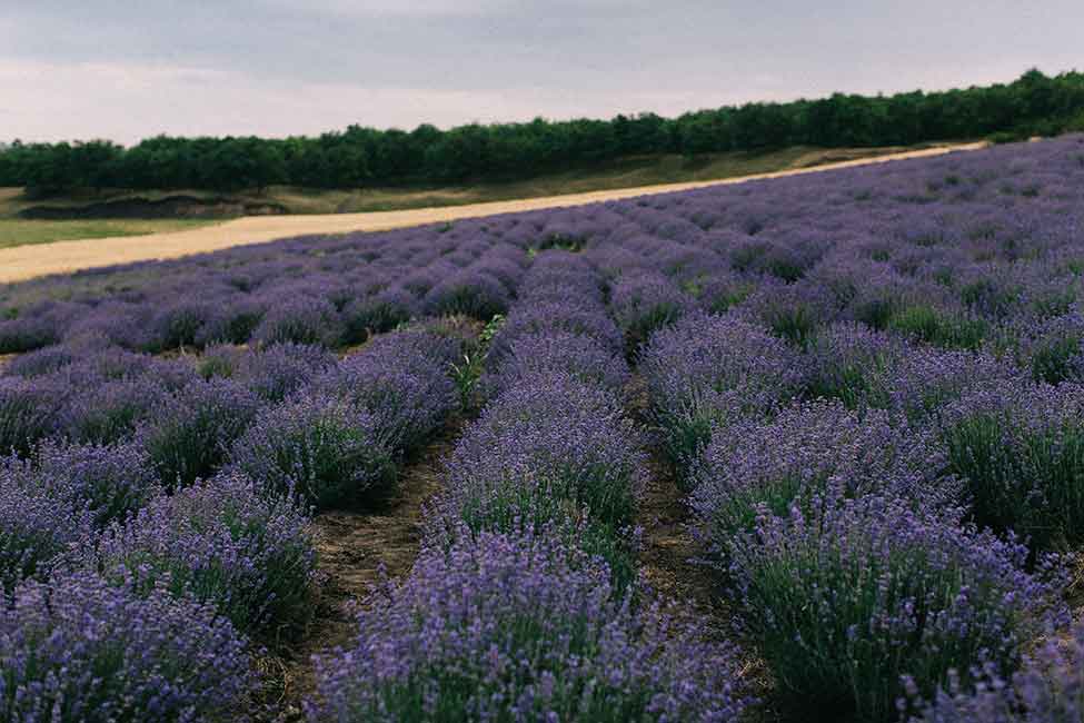 Lavender field in the region of Sault, France.