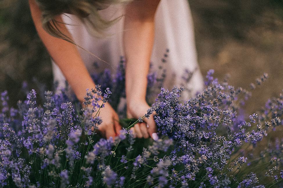 A girl picks lavender in Bessarabia.