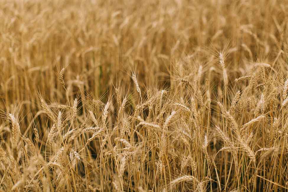 Golden seas of wheat.