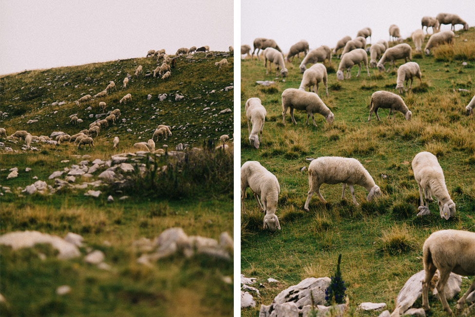 Sheep join the scenery in these beautiful mountain engagement photos in Italy.