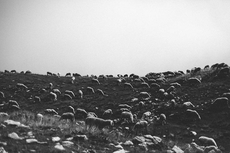 Engagement photography in the Alps interrupted by a heard of sheep.