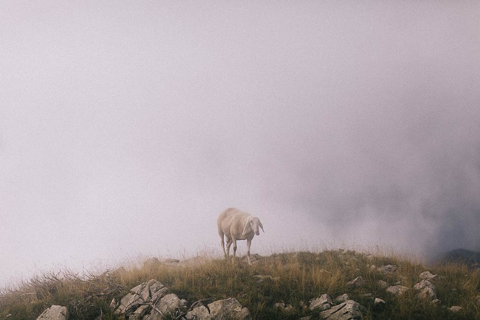 Sheep atop monte baldo.